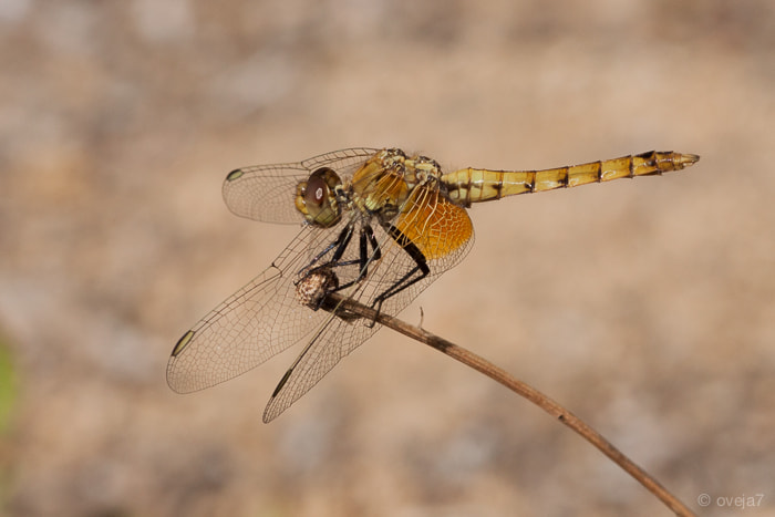 Sigma 105mm F2.8 EX DG Macro sample photo. Img o photography