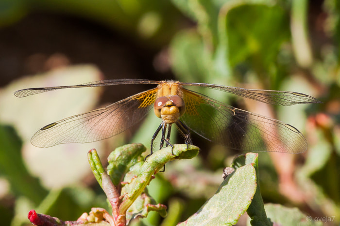 Sigma 105mm F2.8 EX DG Macro sample photo. Img o photography