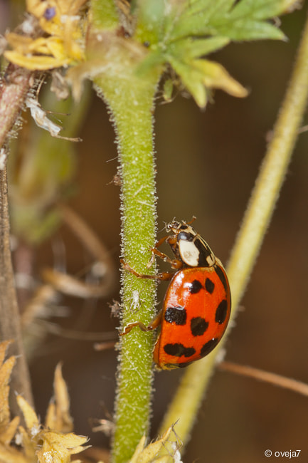 Sigma 105mm F2.8 EX DG Macro sample photo. Img o photography
