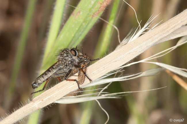 Sigma 105mm F2.8 EX DG Macro sample photo. Img o photography