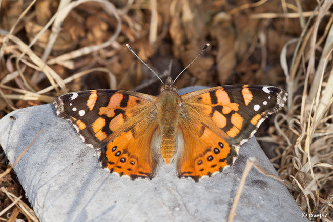 Sigma 105mm F2.8 EX DG Macro sample photo. Img o photography