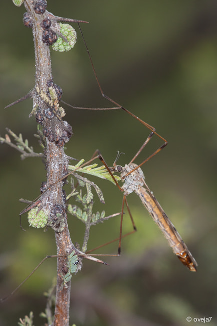 Sigma 105mm F2.8 EX DG Macro sample photo. Img o photography