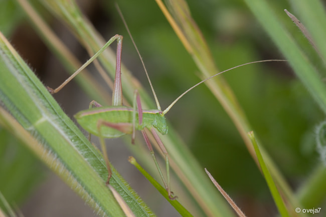 Sigma 105mm F2.8 EX DG Macro sample photo. Img o photography