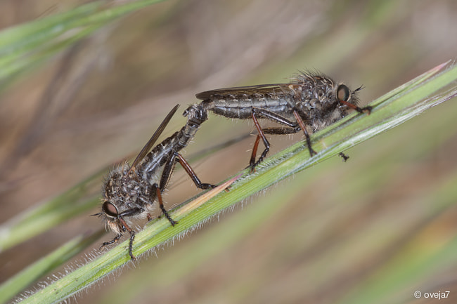 Sigma 105mm F2.8 EX DG Macro sample photo. Img o photography