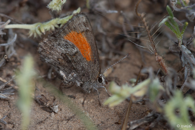 Sigma 105mm F2.8 EX DG Macro sample photo. Img o photography
