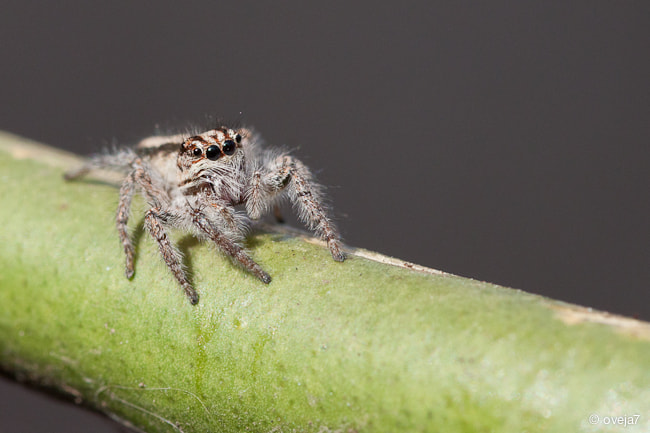 Sigma 105mm F2.8 EX DG Macro sample photo. Img o photography