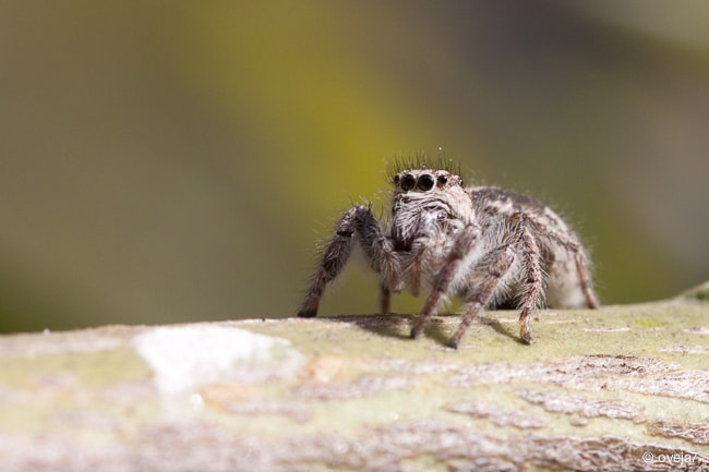 Sigma 105mm F2.8 EX DG Macro sample photo. Img o photography