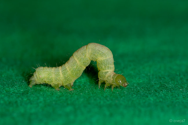 Sigma 105mm F2.8 EX DG Macro sample photo. Img o photography