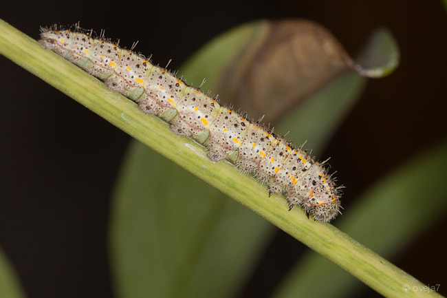 Sigma 105mm F2.8 EX DG Macro sample photo. Img o photography