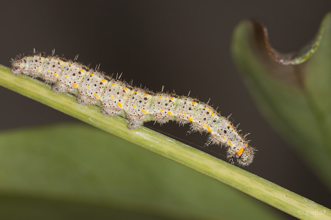 Sigma 105mm F2.8 EX DG Macro sample photo. Img o photography