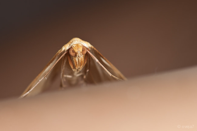 Sigma 105mm F2.8 EX DG Macro sample photo. Img o photography