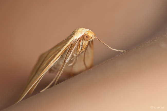 Sigma 105mm F2.8 EX DG Macro sample photo. Img o photography