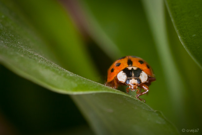 Sigma 105mm F2.8 EX DG Macro sample photo. Img o photography