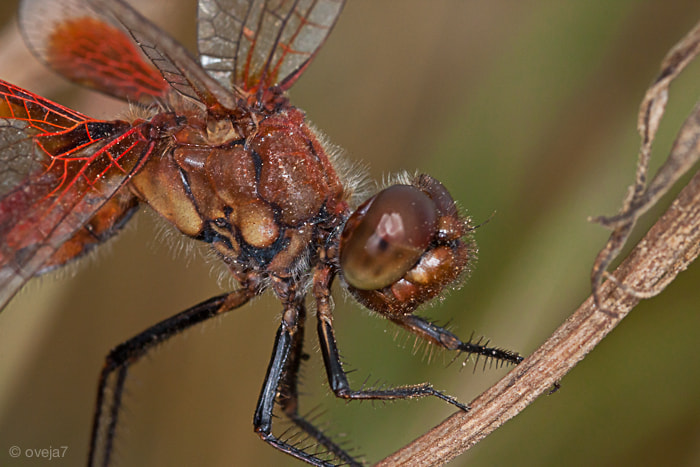 Sigma 105mm F2.8 EX DG Macro sample photo. Img o photography