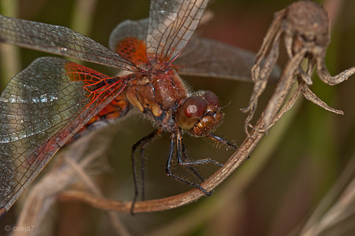 Sigma 105mm F2.8 EX DG Macro sample photo. Img o photography