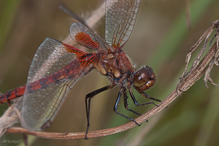 Sigma 105mm F2.8 EX DG Macro sample photo. Img o photography