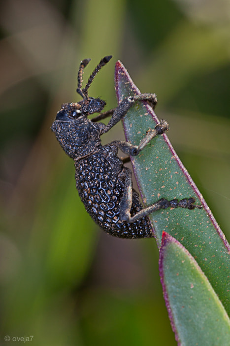 Sigma 105mm F2.8 EX DG Macro sample photo. Img o photography