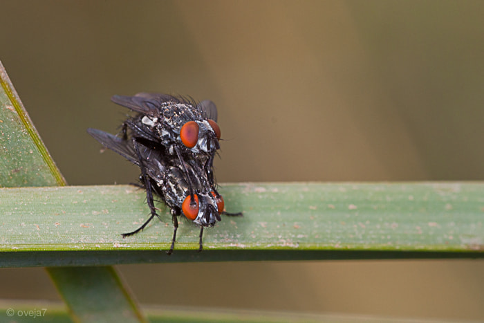 Sigma 105mm F2.8 EX DG Macro sample photo. Img o photography