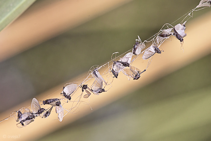 Sigma 105mm F2.8 EX DG Macro sample photo. Img o photography