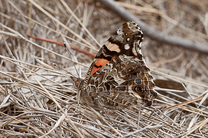 Sigma 105mm F2.8 EX DG Macro sample photo. Img o photography