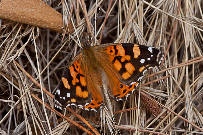 Sigma 105mm F2.8 EX DG Macro sample photo. Img o photography