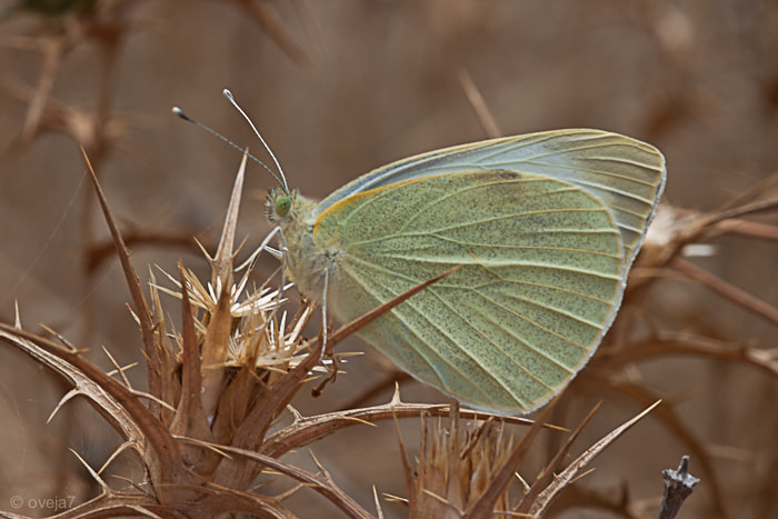 Sigma 105mm F2.8 EX DG Macro sample photo. Img o photography
