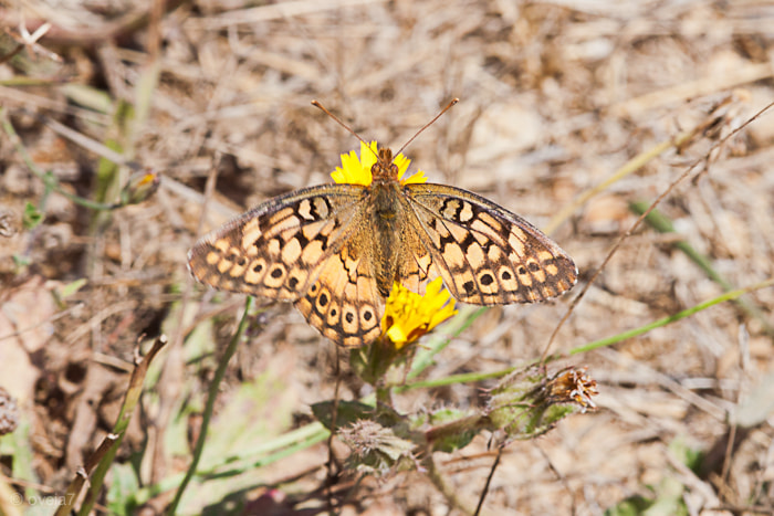 Sigma 105mm F2.8 EX DG Macro sample photo. Img o photography