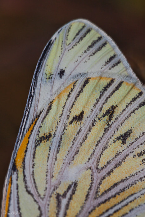 Sigma 105mm F2.8 EX DG Macro sample photo. Img o photography