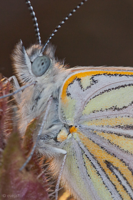 Sigma 105mm F2.8 EX DG Macro sample photo. Img o photography