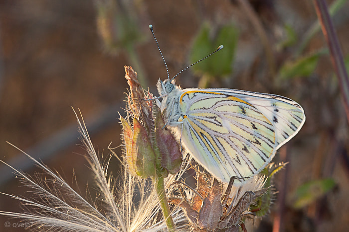 Sigma 105mm F2.8 EX DG Macro sample photo. Img o photography