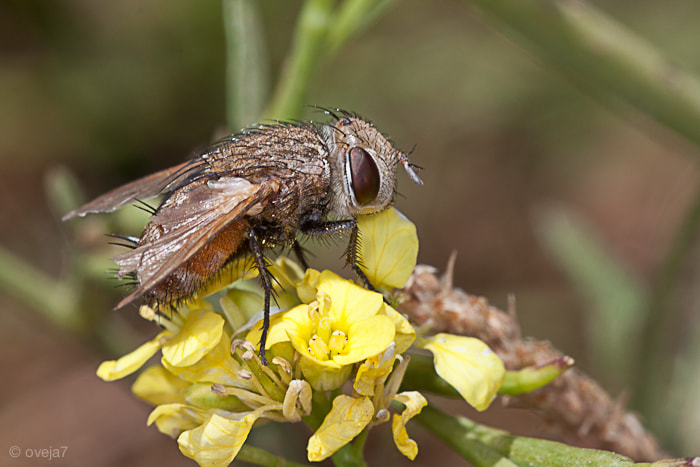 Sigma 105mm F2.8 EX DG Macro sample photo. Img o photography