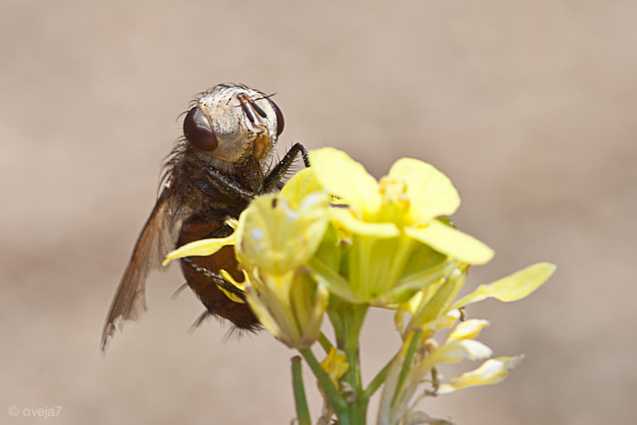 Sigma 105mm F2.8 EX DG Macro sample photo. Img o photography