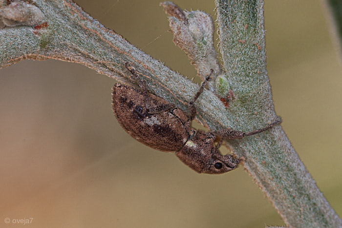 Sigma 105mm F2.8 EX DG Macro sample photo. Img o photography