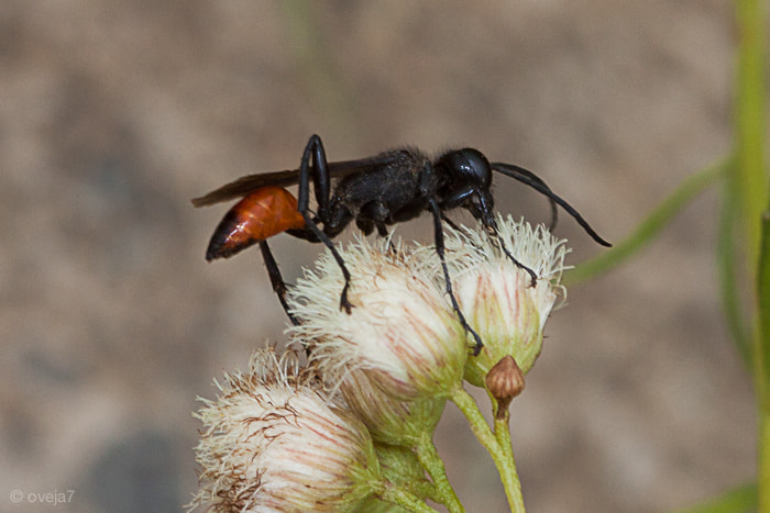 Sigma 105mm F2.8 EX DG Macro sample photo. Img o photography