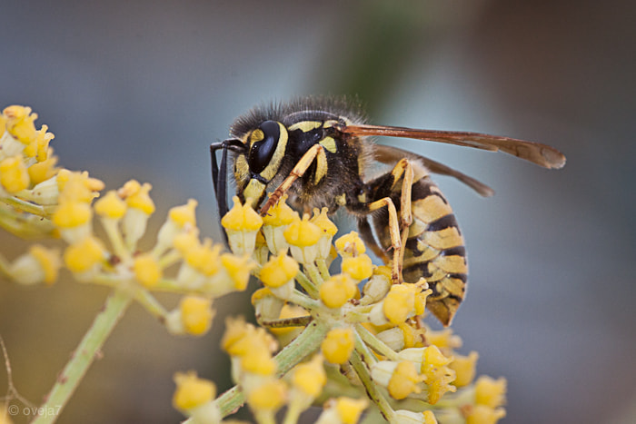 Sigma 105mm F2.8 EX DG Macro sample photo. Img o photography