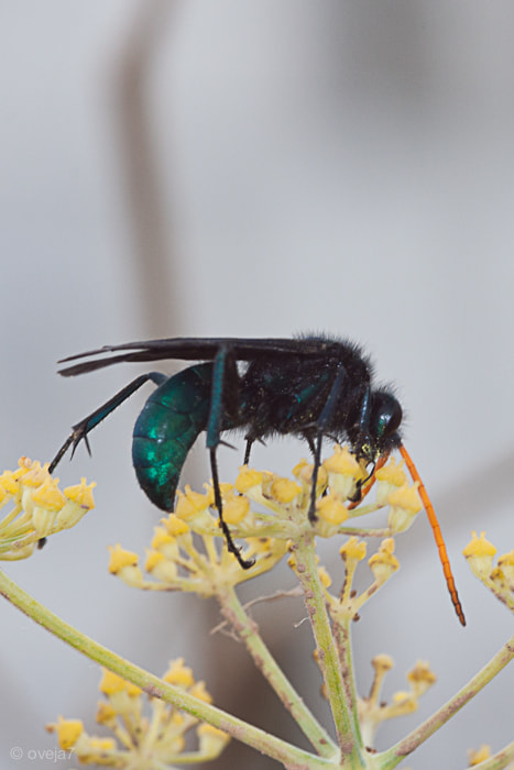 Sigma 105mm F2.8 EX DG Macro sample photo. Img o photography