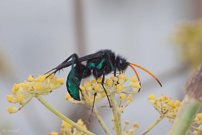 Sigma 105mm F2.8 EX DG Macro sample photo. Img o photography