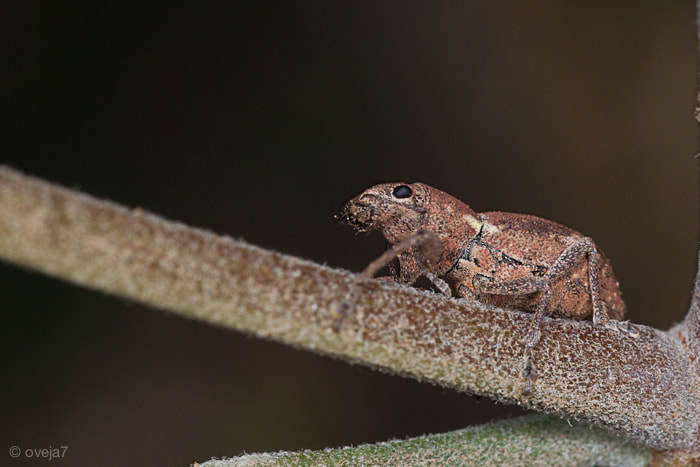 Sigma 105mm F2.8 EX DG Macro sample photo. Img o photography