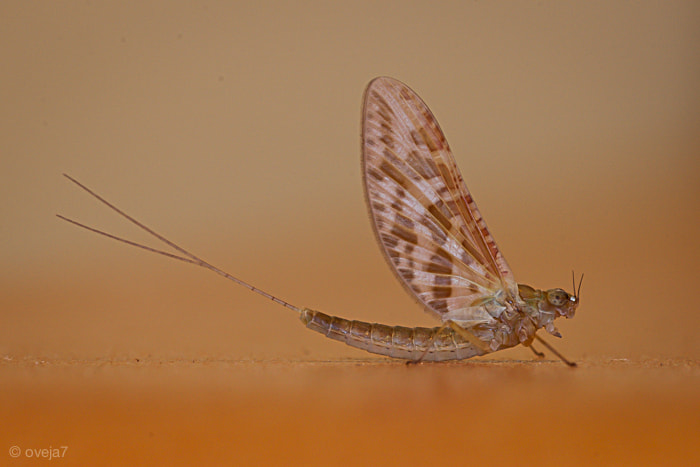 Sigma 105mm F2.8 EX DG Macro sample photo. Alas de ngel o photography