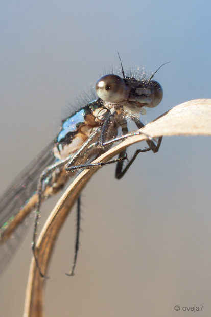 Sigma 105mm F2.8 EX DG Macro sample photo. Img o photography