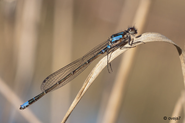 Sigma 105mm F2.8 EX DG Macro sample photo. Img o photography