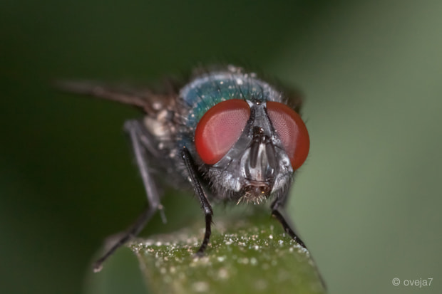 Sigma 105mm F2.8 EX DG Macro sample photo. Img o photography
