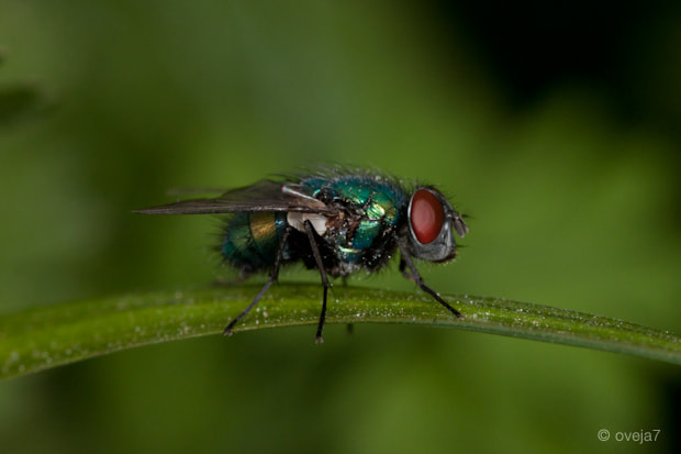 Sigma 105mm F2.8 EX DG Macro sample photo. Img o photography