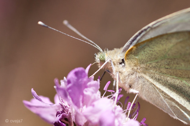 Sigma 105mm F2.8 EX DG Macro sample photo. Img o photography