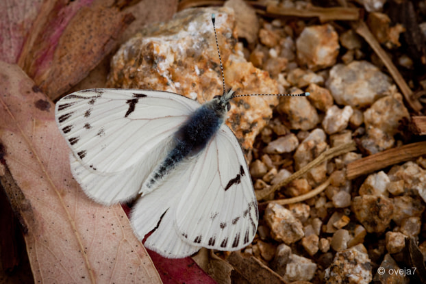Sigma 105mm F2.8 EX DG Macro sample photo. Img o photography