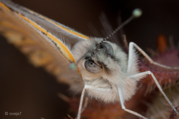 Sigma 105mm F2.8 EX DG Macro sample photo. Img o photography
