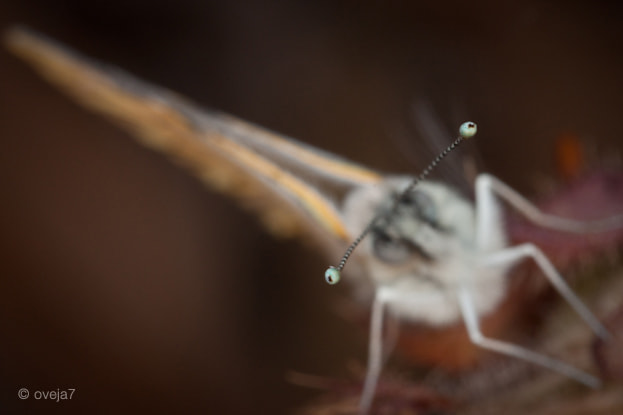 Sigma 105mm F2.8 EX DG Macro sample photo. Img o photography