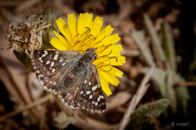 Sigma 105mm F2.8 EX DG Macro sample photo. Img o photography