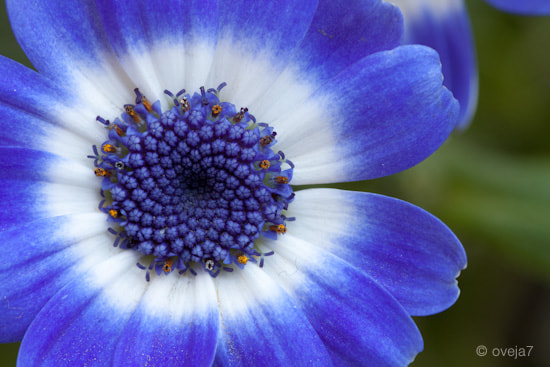 Sigma 105mm F2.8 EX DG Macro sample photo. Img o photography