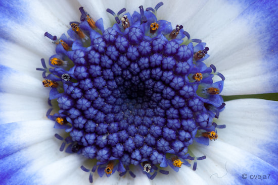 Sigma 105mm F2.8 EX DG Macro sample photo. Img o photography